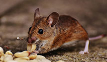 24 Hour & Emergency Exterminators in Stony Brook, NY